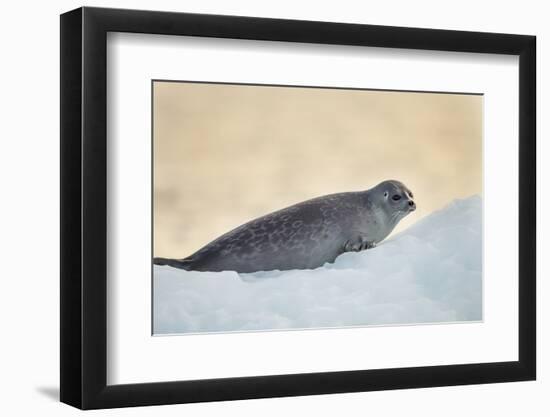 Ringed Seal Pup, Nunavut, Canada-Paul Souders-Framed Photographic Print