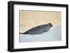 Ringed Seal Pup, Nunavut, Canada-Paul Souders-Framed Photographic Print