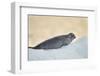 Ringed Seal Pup, Nunavut, Canada-Paul Souders-Framed Photographic Print