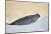 Ringed Seal Pup, Nunavut, Canada-Paul Souders-Mounted Photographic Print