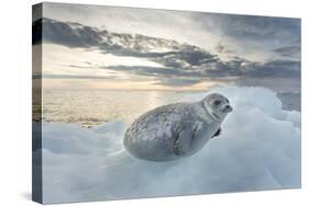 Ringed Seal Pup on Iceberg, Nunavut Territory, Canada-Paul Souders-Stretched Canvas