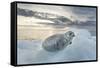 Ringed Seal Pup on Iceberg, Nunavut Territory, Canada-Paul Souders-Framed Stretched Canvas