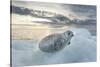 Ringed Seal Pup on Iceberg, Nunavut Territory, Canada-Paul Souders-Stretched Canvas