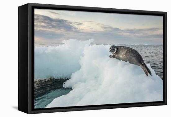 Ringed Seal Pup on Iceberg, Nunavut Territory, Canada-Paul Souders-Framed Stretched Canvas