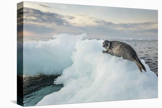 Ringed Seal Pup on Iceberg, Nunavut Territory, Canada-Paul Souders-Stretched Canvas