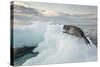 Ringed Seal Pup on Iceberg, Nunavut Territory, Canada-Paul Souders-Stretched Canvas