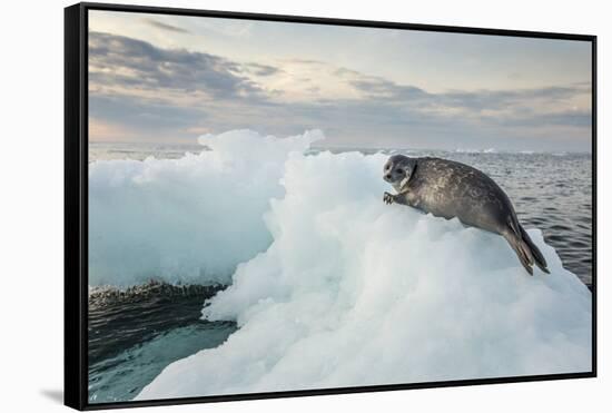 Ringed Seal Pup on Iceberg, Nunavut Territory, Canada-Paul Souders-Framed Stretched Canvas