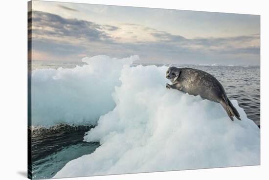 Ringed Seal Pup on Iceberg, Nunavut Territory, Canada-Paul Souders-Stretched Canvas