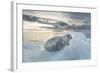 Ringed Seal Pup on Iceberg, Nunavut Territory, Canada-Paul Souders-Framed Photographic Print