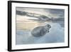 Ringed Seal Pup on Iceberg, Nunavut Territory, Canada-Paul Souders-Framed Photographic Print