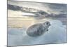 Ringed Seal Pup on Iceberg, Nunavut Territory, Canada-Paul Souders-Mounted Photographic Print