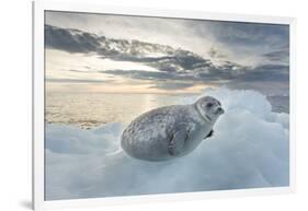 Ringed Seal Pup on Iceberg, Nunavut Territory, Canada-Paul Souders-Framed Photographic Print