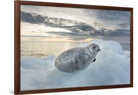 Ringed Seal Pup on Iceberg, Nunavut Territory, Canada-Paul Souders-Framed Photographic Print