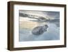 Ringed Seal Pup on Iceberg, Nunavut Territory, Canada-Paul Souders-Framed Photographic Print