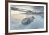 Ringed Seal Pup on Iceberg, Nunavut Territory, Canada-Paul Souders-Framed Photographic Print