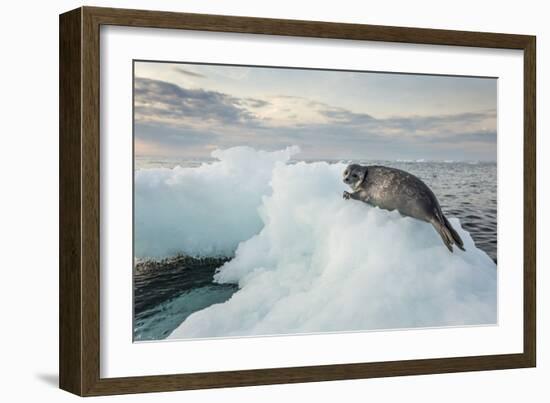 Ringed Seal Pup on Iceberg, Nunavut Territory, Canada-Paul Souders-Framed Photographic Print