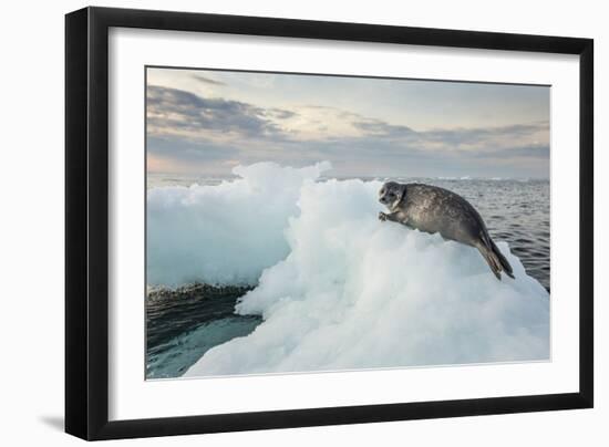 Ringed Seal Pup on Iceberg, Nunavut Territory, Canada-Paul Souders-Framed Photographic Print