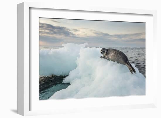 Ringed Seal Pup on Iceberg, Nunavut Territory, Canada-Paul Souders-Framed Photographic Print