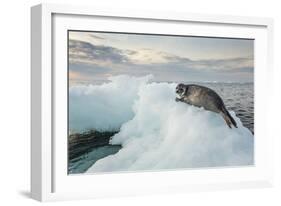 Ringed Seal Pup on Iceberg, Nunavut Territory, Canada-Paul Souders-Framed Photographic Print