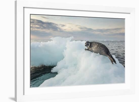 Ringed Seal Pup on Iceberg, Nunavut Territory, Canada-Paul Souders-Framed Photographic Print