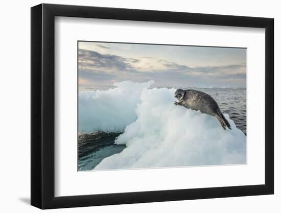 Ringed Seal Pup on Iceberg, Nunavut Territory, Canada-Paul Souders-Framed Photographic Print