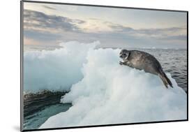 Ringed Seal Pup on Iceberg, Nunavut Territory, Canada-Paul Souders-Mounted Photographic Print