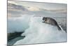 Ringed Seal Pup on Iceberg, Nunavut Territory, Canada-Paul Souders-Mounted Photographic Print