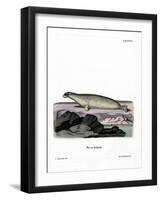 Ringed Seal-null-Framed Giclee Print