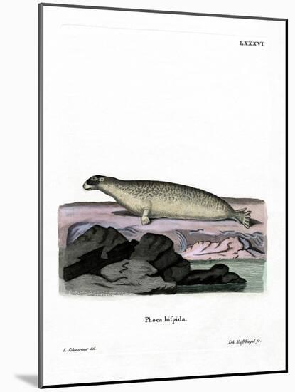 Ringed Seal-null-Mounted Giclee Print