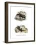 Ringed Wall Gecko-null-Framed Giclee Print