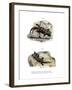 Ringed Wall Gecko-null-Framed Giclee Print