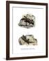 Ringed Wall Gecko-null-Framed Giclee Print