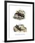 Ringed Wall Gecko-null-Framed Giclee Print