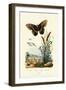 Ringlet, 1833-39-null-Framed Giclee Print