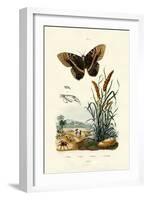 Ringlet, 1833-39-null-Framed Giclee Print