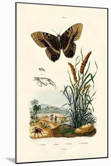 Ringlet, 1833-39-null-Mounted Giclee Print