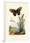 Ringlet, 1833-39-null-Framed Premium Giclee Print