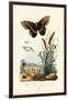 Ringlet, 1833-39-null-Framed Premium Giclee Print