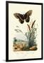 Ringlet, 1833-39-null-Framed Premium Giclee Print