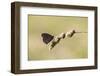 Ringlet Butterfly on a Blade of Grass-Jurgen Ulmer-Framed Photographic Print