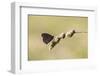 Ringlet Butterfly on a Blade of Grass-Jurgen Ulmer-Framed Photographic Print