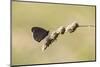 Ringlet Butterfly on a Blade of Grass-Jurgen Ulmer-Mounted Photographic Print