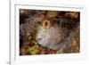 Ringneck blenny head portrait, Italy, Tyrrhenian Sea-Franco Banfi-Framed Photographic Print