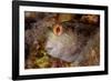 Ringneck blenny head portrait, Italy, Tyrrhenian Sea-Franco Banfi-Framed Photographic Print