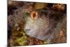 Ringneck blenny head portrait, Italy, Tyrrhenian Sea-Franco Banfi-Mounted Photographic Print