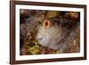 Ringneck blenny head portrait, Italy, Tyrrhenian Sea-Franco Banfi-Framed Photographic Print