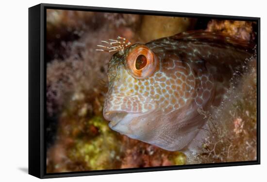 Ringneck blenny head portrait, Italy, Tyrrhenian Sea-Franco Banfi-Framed Stretched Canvas