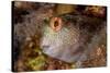 Ringneck blenny head portrait, Italy, Tyrrhenian Sea-Franco Banfi-Stretched Canvas