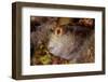 Ringneck blenny head portrait, Italy, Tyrrhenian Sea-Franco Banfi-Framed Photographic Print