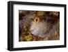 Ringneck blenny head portrait, Italy, Tyrrhenian Sea-Franco Banfi-Framed Photographic Print